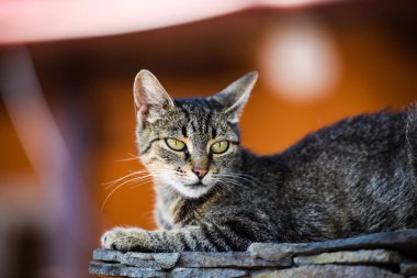 Güzel bir kedinin portresi.