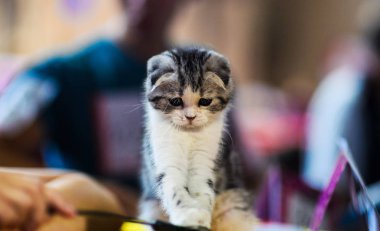 Arka planda sevimli bir kedi yavrusu