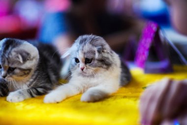 Sevimli kedi yavruları portresi