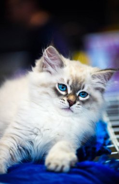 Arka planda sevimli bir kedi yavrusu