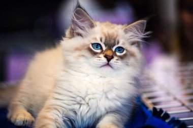 Arka planda sevimli bir kedi yavrusu