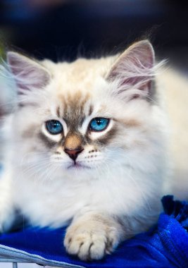 Arka planda sevimli bir kedi yavrusu