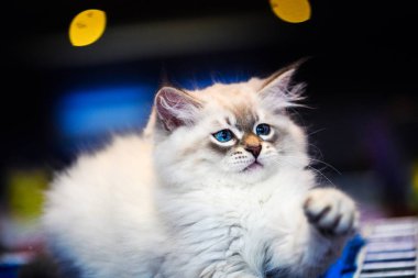 Arka planda sevimli bir kedi yavrusu