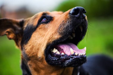 Yeşil arka plan üzerinde mutlu köpek