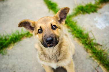 Küçük şirin bir köpek yavrusunun portresi.