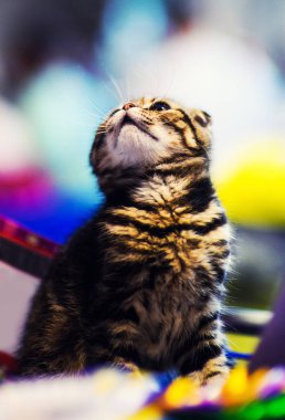 Arka planda sevimli bir kedi yavrusu