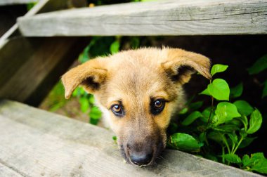 Küçük şirin bir köpek yavrusunun portresi.