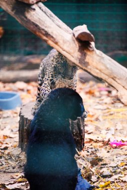 leopar ve Kara Panter birbirleri ile oynanır