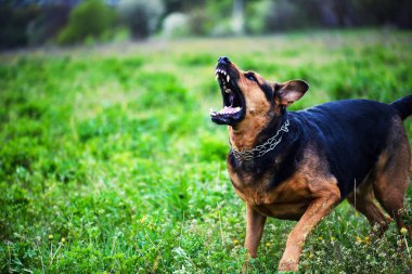 Şirin köpek, seçici odaklanma.