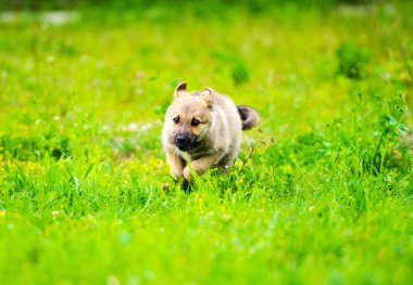 köpek yavrusu mutlu bir bahçe yeşil çim ile yumuşak ve sarkık kulakları yalak ile çalışıyor.