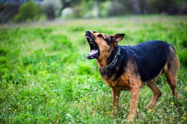 Yeşil çimenlerin üzerinde Kızgın köpek