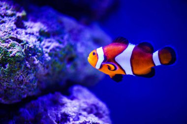 Mercanları ve tropikal balıkları olan harika ve güzel sualtı dünyası..