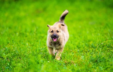 köpek yavrusu mutlu bir bahçe yeşil çim ile yumuşak ve sarkık kulakları yalak ile çalışıyor.