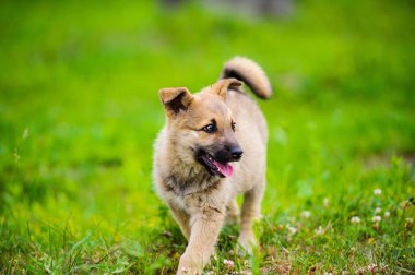 köpek yavrusu mutlu bir bahçe yeşil çim ile yumuşak ve sarkık kulakları yalak ile çalışıyor.