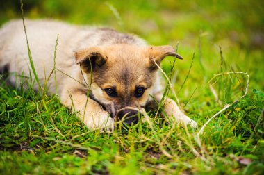 bir bahçe yeşil çim ile köpek yavrusu.