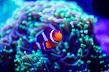 Amphiprion Ocellaris palyaço balığı deniz akvaryum. Palyaço balığı swi