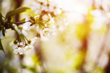 elma çiçeği ağaçta, bahar zamanı