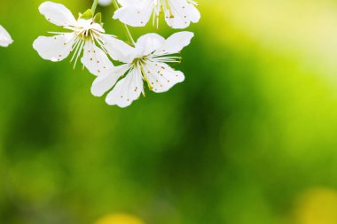 elma çiçeği ağaçta, bahar zamanı