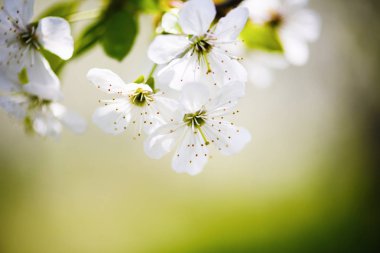 elma çiçeği ağaçta, bahar zamanı