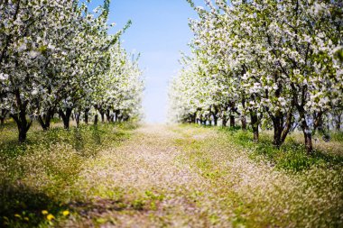 elma ağacı, bahar zaman üzerinde Bahçe, çiçek
