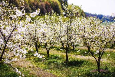 elma ağacı, bahar zaman üzerinde Bahçe, çiçek
