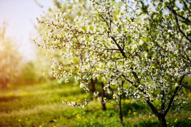 elma ağacı, bahar zaman üzerinde Bahçe, çiçek