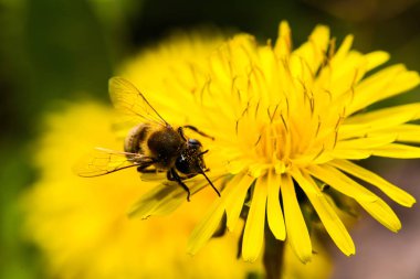Bal arısı, karahindiba arıya