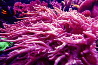 Harika ve güzel sualtı dünya mercan ve tropica