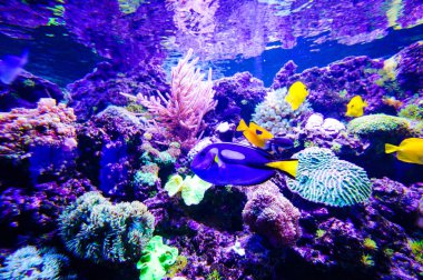 Harika ve güzel sualtı dünya mercan ve tropica
