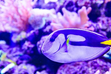Amphiprion Ocellaris palyaço balığı deniz akvaryum. Palyaço balığı swi