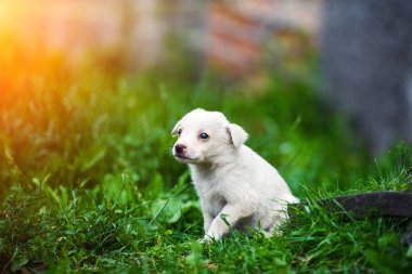 Yeşil çimlerde sevimli köpek yavrusu