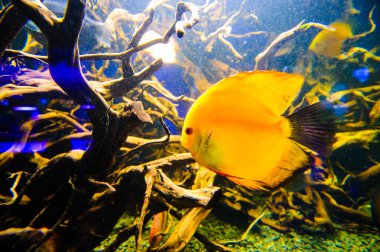 Harika ve güzel sualtı dünya mercan ve tropica