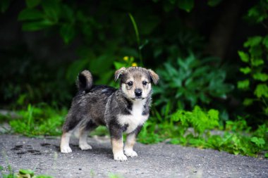 Yeşil çimlerde sevimli köpek yavrusu