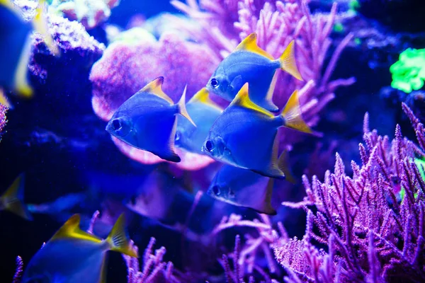 Maravilloso Hermoso Mundo Submarino Con Corales Peces Tropicales —  Fotos de Stock