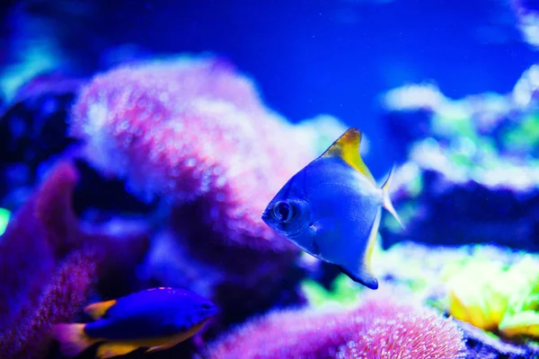 Maravilloso Hermoso Mundo Submarino Con Corales Peces Tropicales —  Fotos de Stock