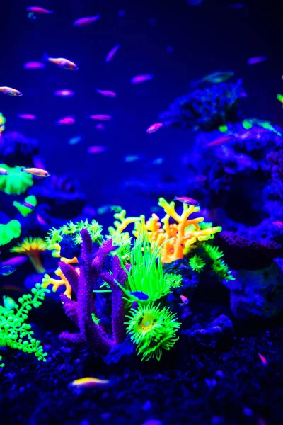 Glofish Danio Rerio Fluorescenční Ryby Akváriu — Stock fotografie