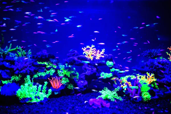 Glofish Danio Rerio Peces Fluorescentes Acuario —  Fotos de Stock