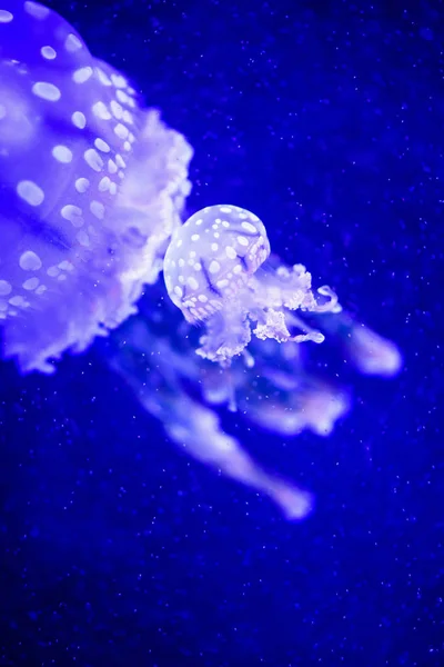 Hermosas Medusas Medusa Luz Neón Con Los Peces Vida Submarina — Foto de Stock