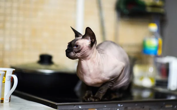 Sphinx Cat Kitchen Cooker — 스톡 사진