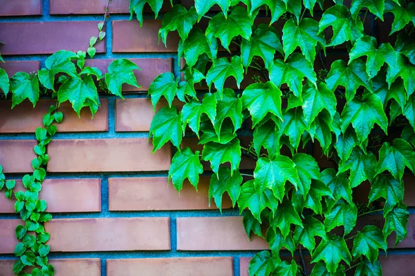 Background Brick Green Leaves — Stock Photo, Image