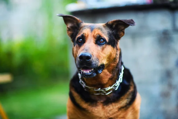 Perro Feliz Sobre Fondo Verde —  Fotos de Stock