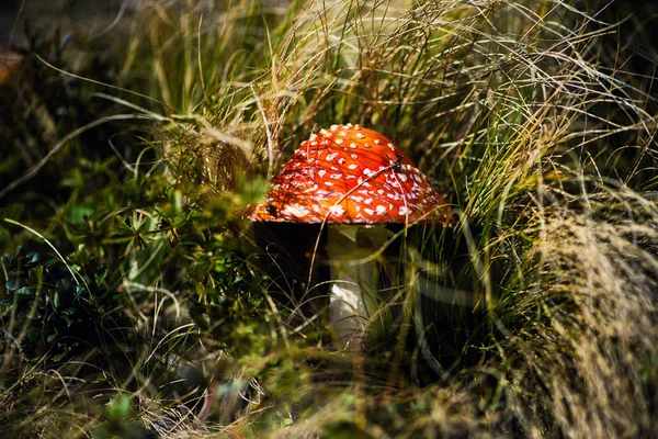 Champignons Toadstools Dans Nature — Photo