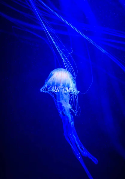 Bellissime Meduse Medusa Alla Luce Neon Con Pesci Vita Sottomarina — Foto Stock