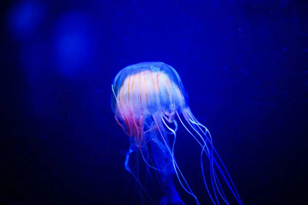 美丽的水母 美杜莎在霓虹灯与鱼 海洋水母的水下生活 — 图库照片