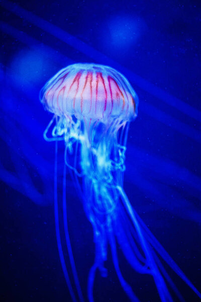 Beautiful jellyfish, medusa in the neon light with the fishes. Underwater life in ocean jellyfish.