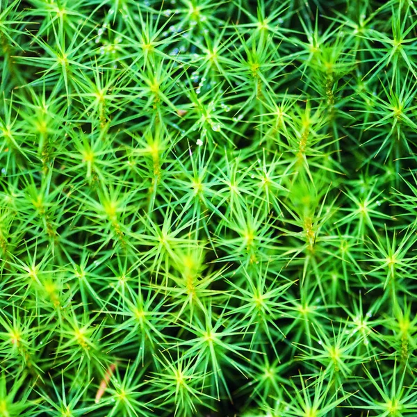 Yeşil Yapraklar Arkaplan Yakın Görünümü — Stok fotoğraf