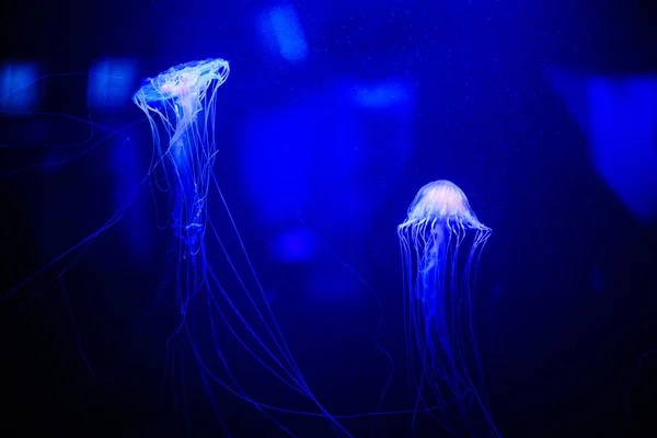 Vackra Maneter Medusa Neon Med Fiskar Undervattenslivet Ocean Maneter — Stockfoto