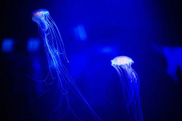 美丽的水母 美杜莎在霓虹灯与鱼 海洋水母的水下生活 — 图库照片