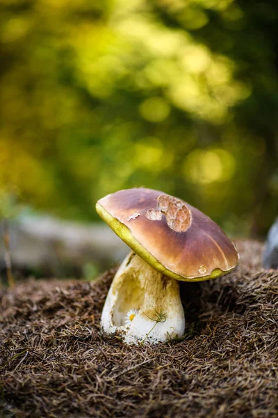 Bolet Sur Mousse Dans Forêt Champignons Cherchant Cueillant Dans Forêt — Photo