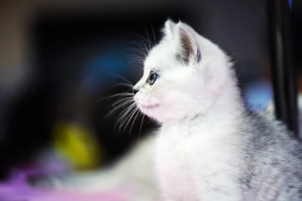 Lindo Gatito Blanco Con Ojos Increíbles —  Fotos de Stock